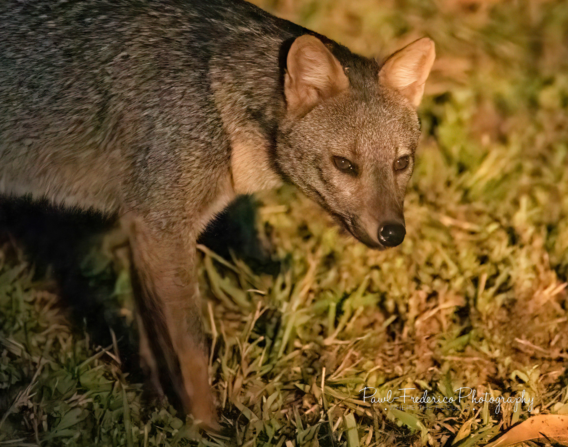 Crab-eating Fox Pantanal, Brazil