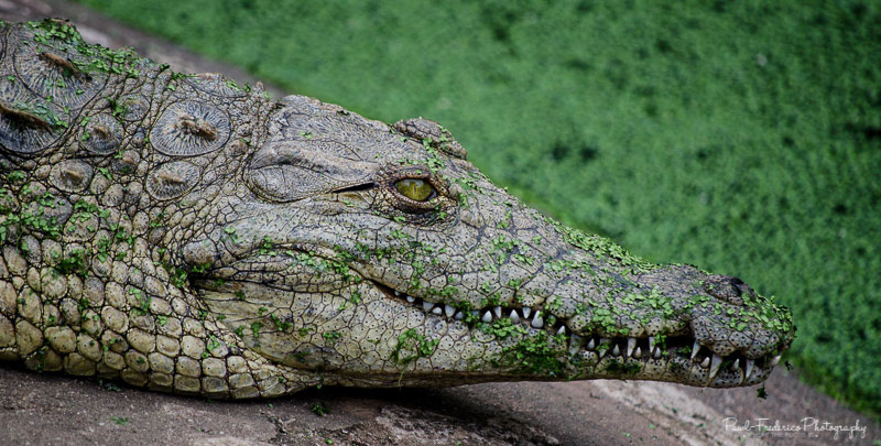 Croc - Peru
