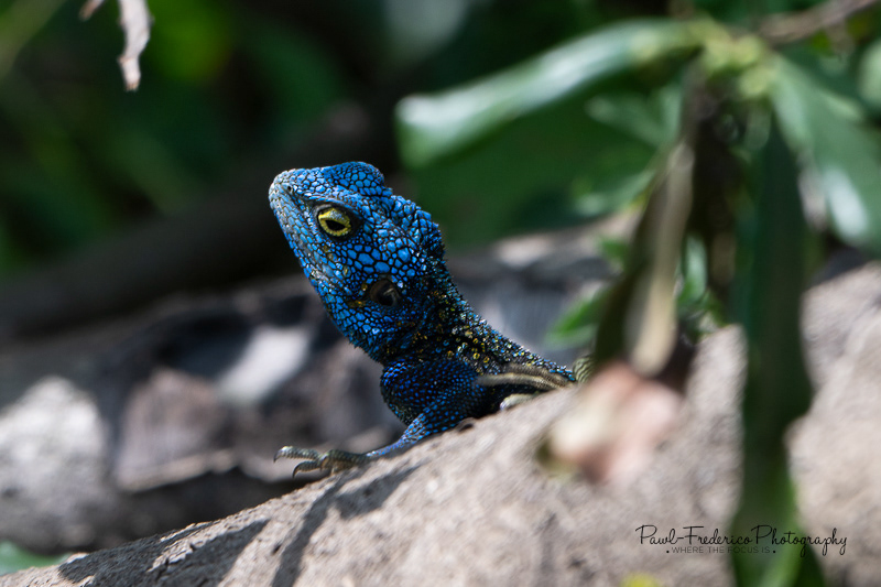 Blue-headed Agama - Uganda