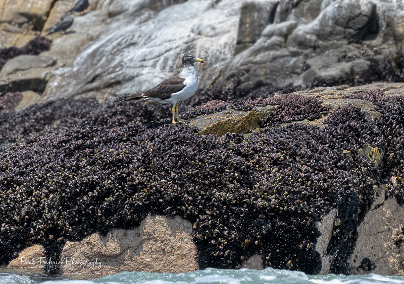 Belcher's Gull - Peru