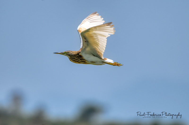 Squacco Heron