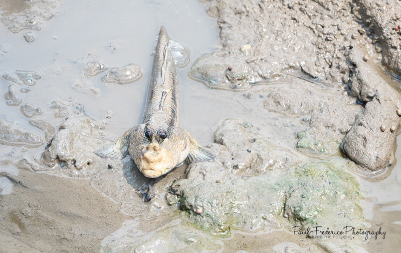 Blue Spotted Mudskipper - Borneo