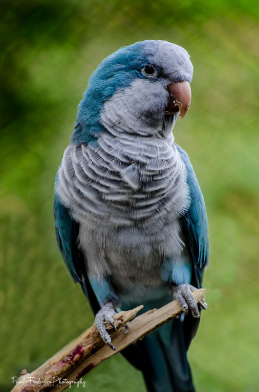 Blue Quaker / Monk Parrot - S. Americank 