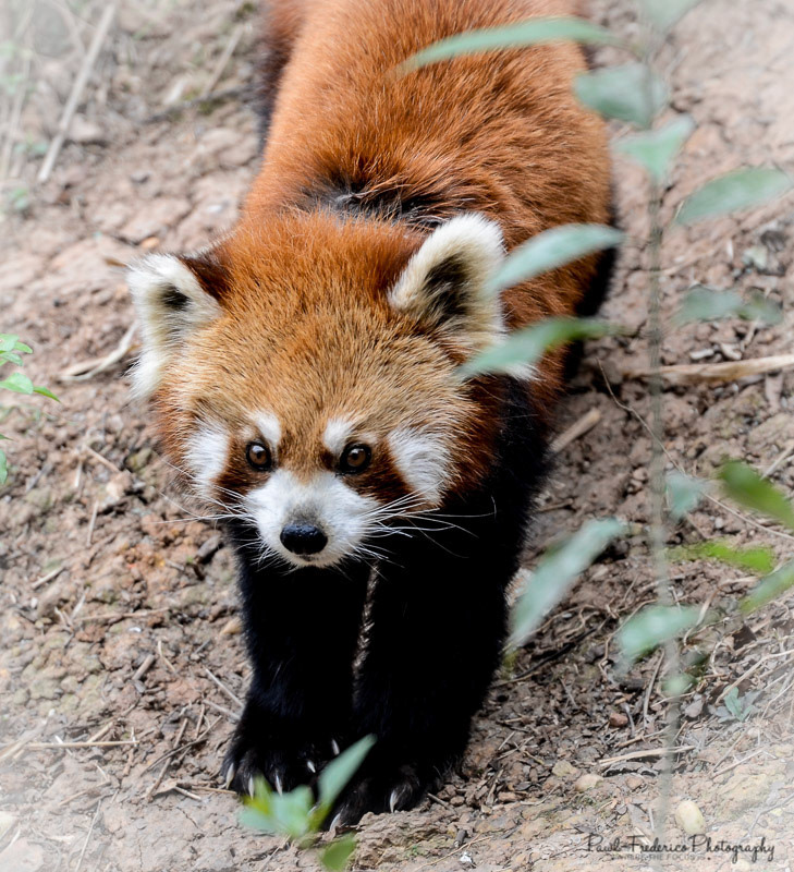 RED PANDA! - Chengdu, China