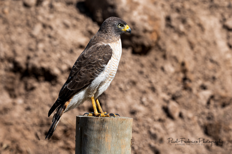 Roadside Hawk - But What's His Name?!