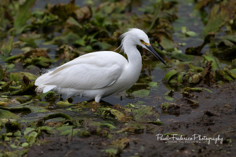 Snowy Egret