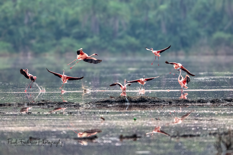 Flying Flamingos