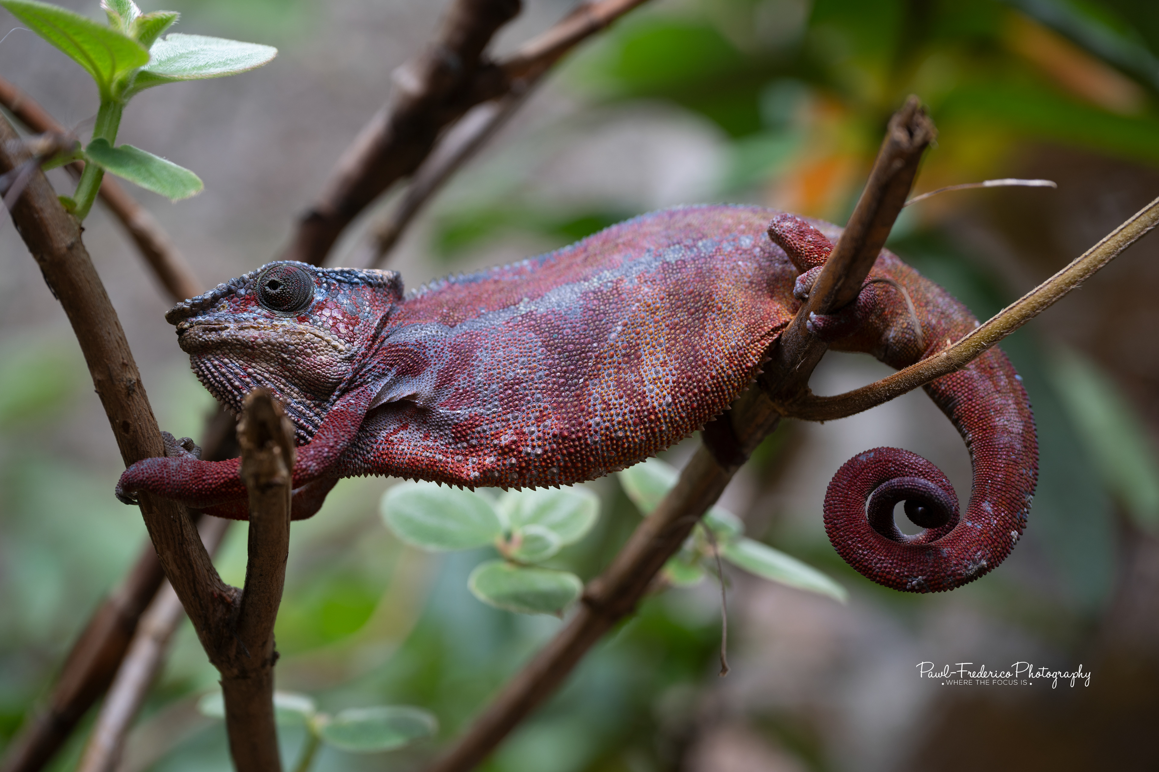 Panther Chameleon - Madagascar