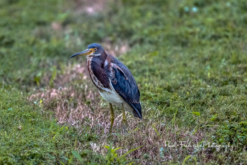Green Heron