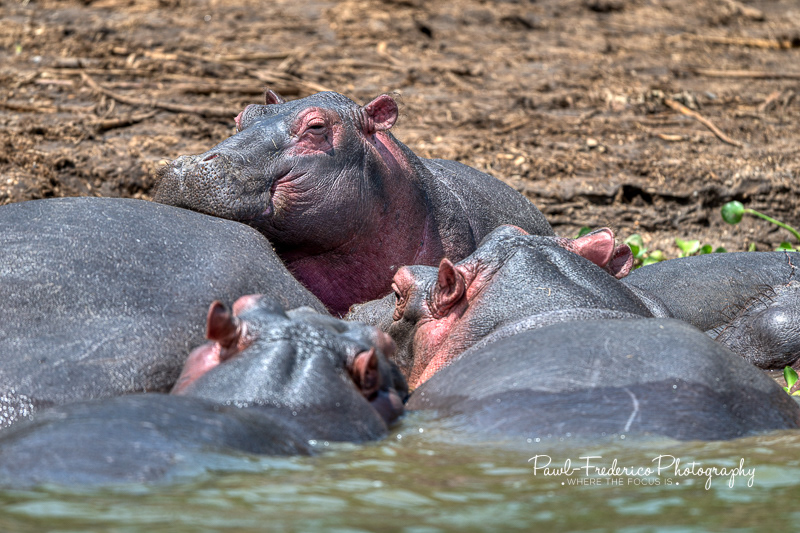 Happy Hippos