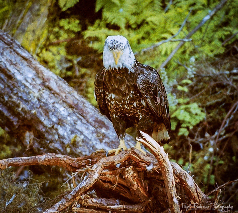 Bald Eagle - Alaska