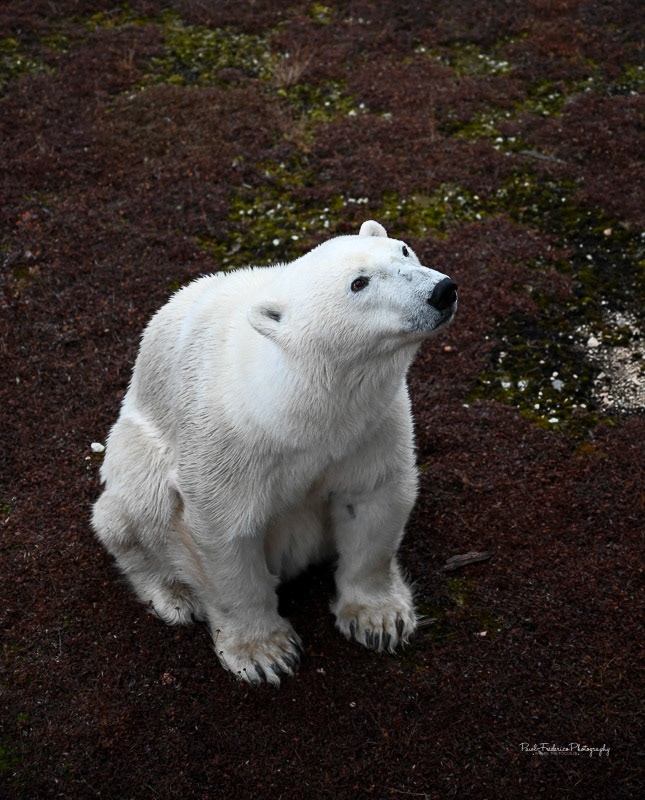 Yearling - Canadian Arctic