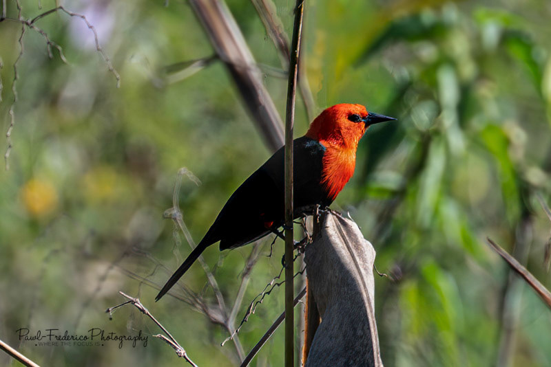 Scarlet-headed Blackbird - Brazil