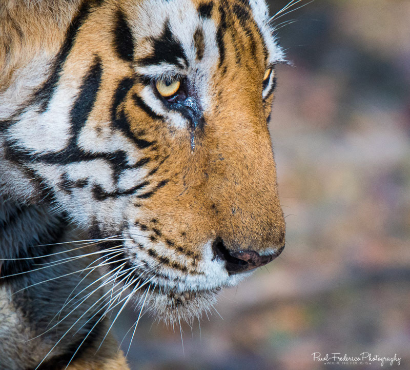 Tiger Eyes - India