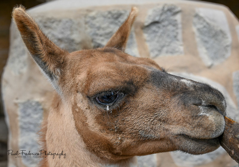 Llama Tears - Ecuador