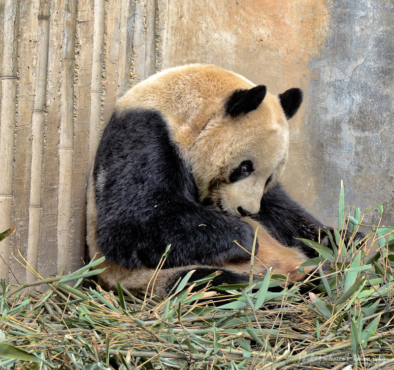 Sad Panda - Chendu, China
