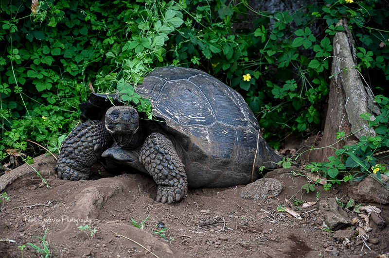 Giant Tortoise - Santa Cruz Island, Galapagos