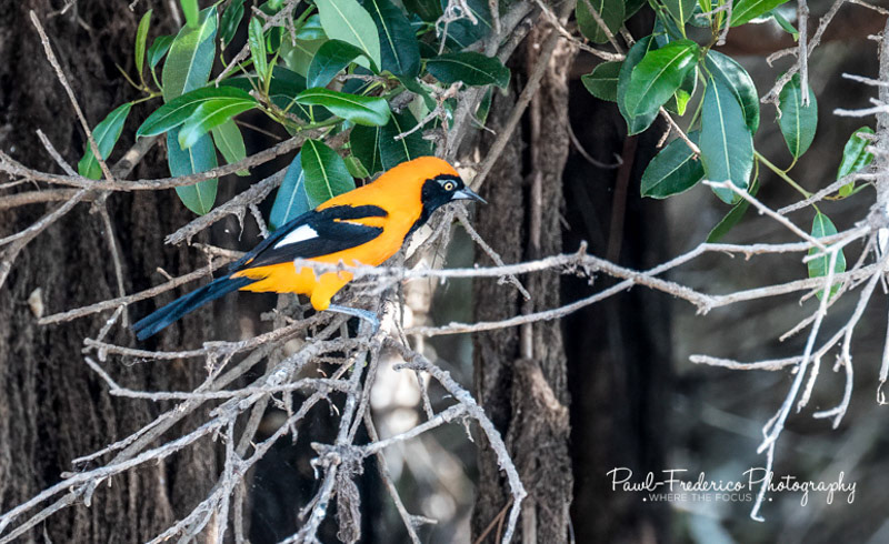 Orange-backed Troupial - Brazil
