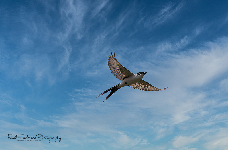 Fork-tailed Flycatcher