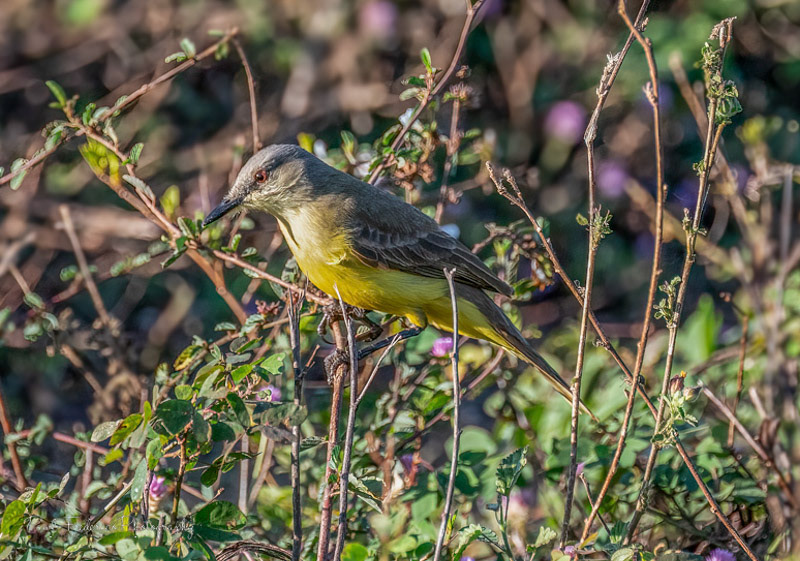Cattle Tyrant - Brazil