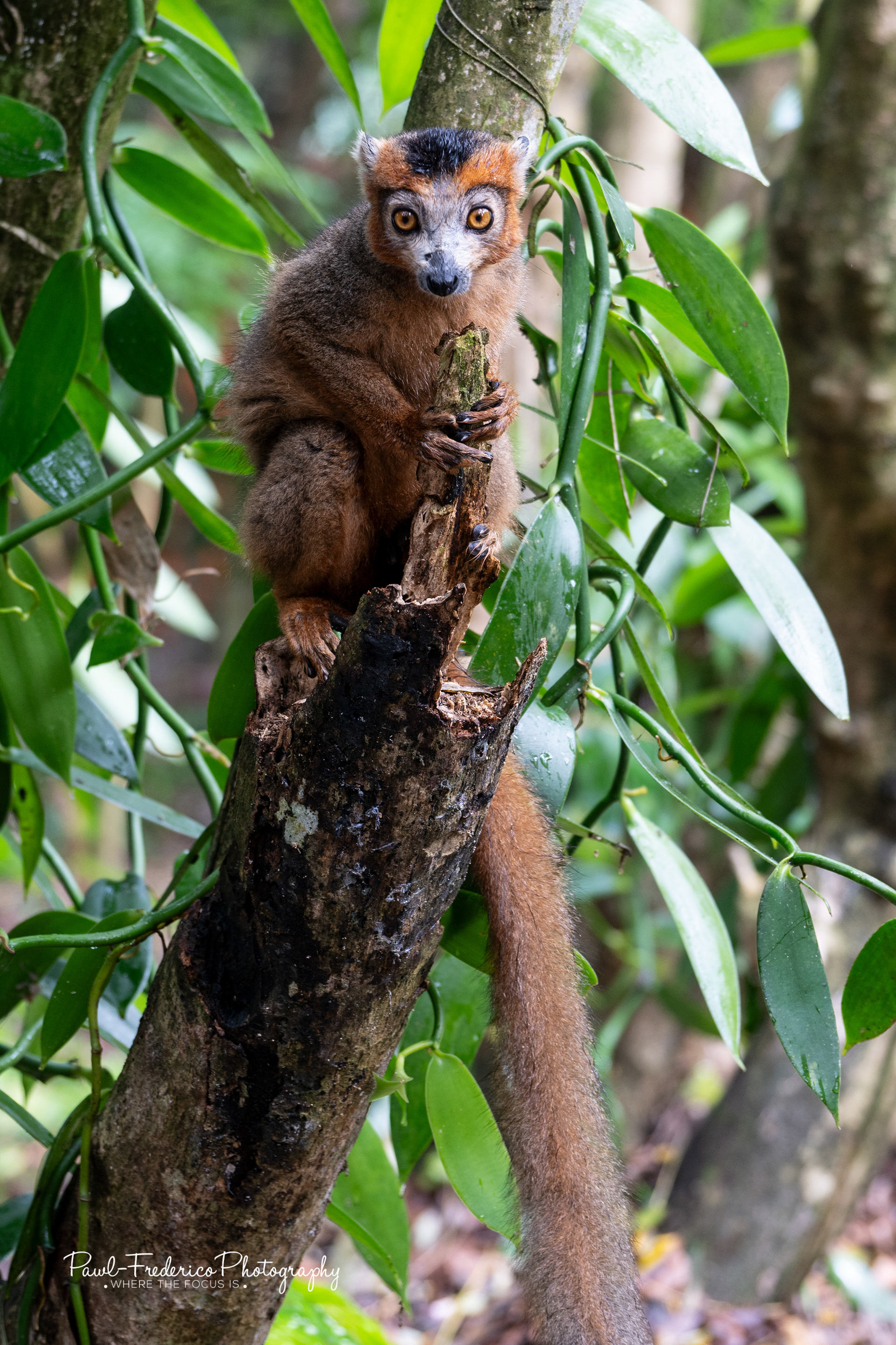 Crowned Lemur