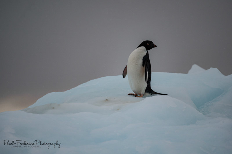 Adelie Penguin - Antarctica