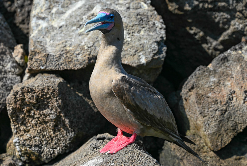 Red Footed Booby