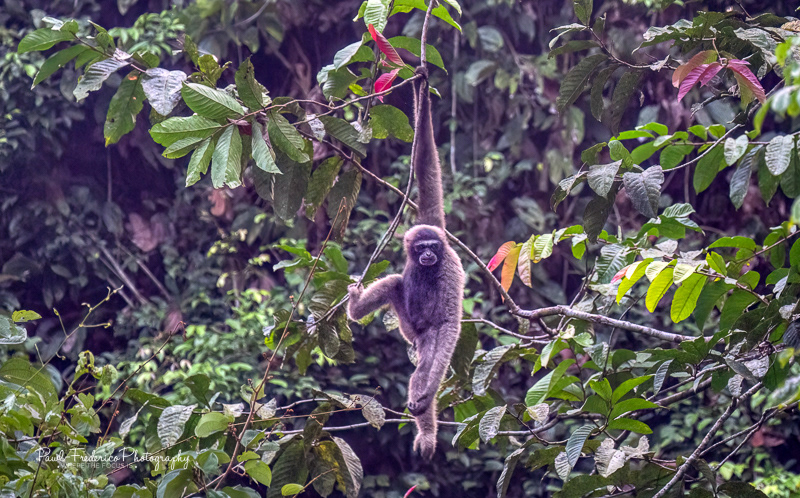 Bornean Gibbon