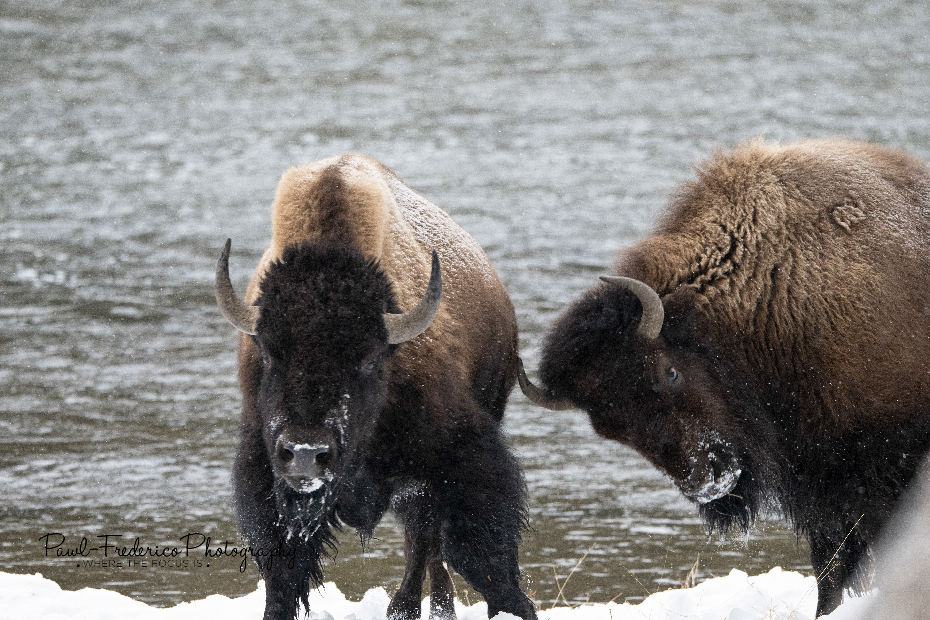 Playin' Around - Bison