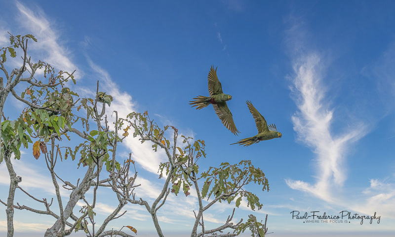 Red-bellied Macaws - Peruvian Amazon