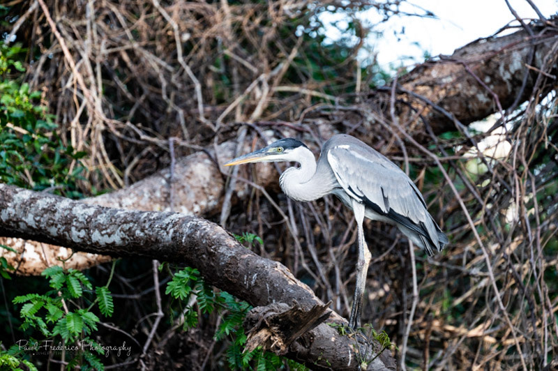Cocoi Heron - Brazil