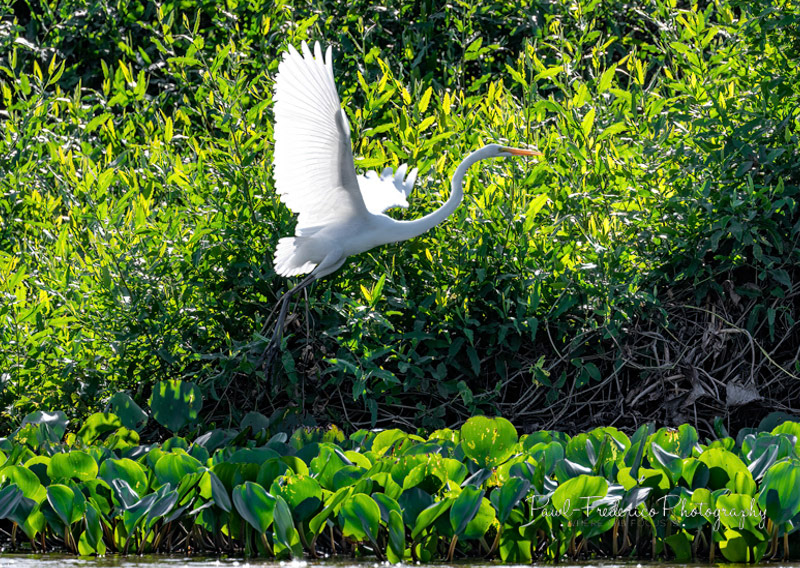 Great Heron in Flight - Brazil