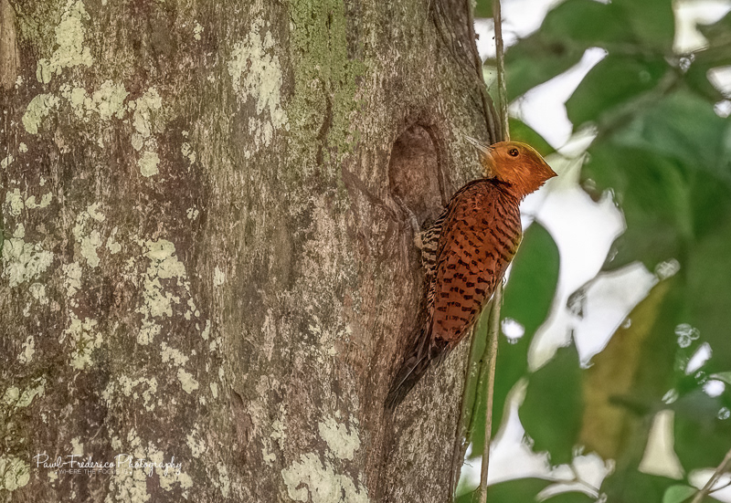 Scale-breasted Woodpecker - Peruvian Amazon
