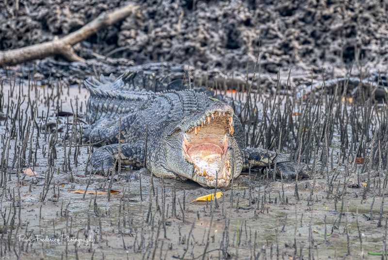 Croc - Borneo