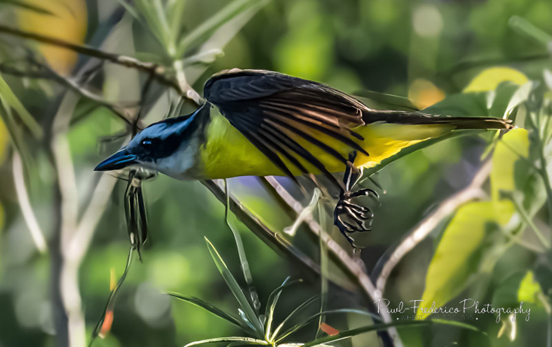Kiskadee in Flight - Brazil