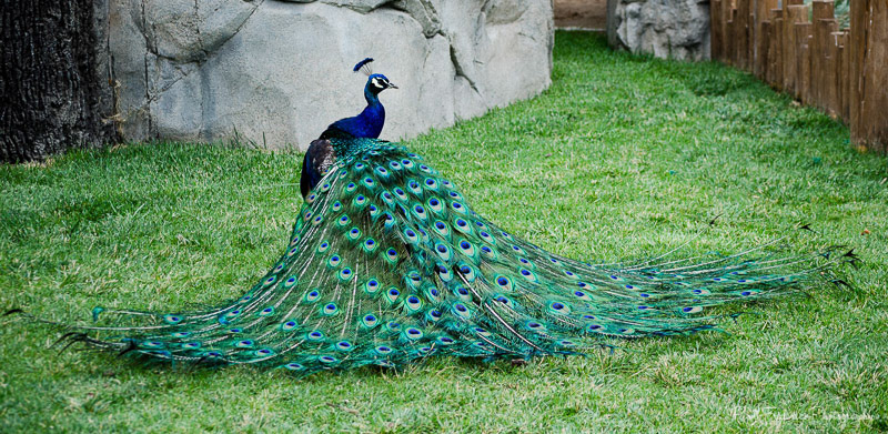 Peacock