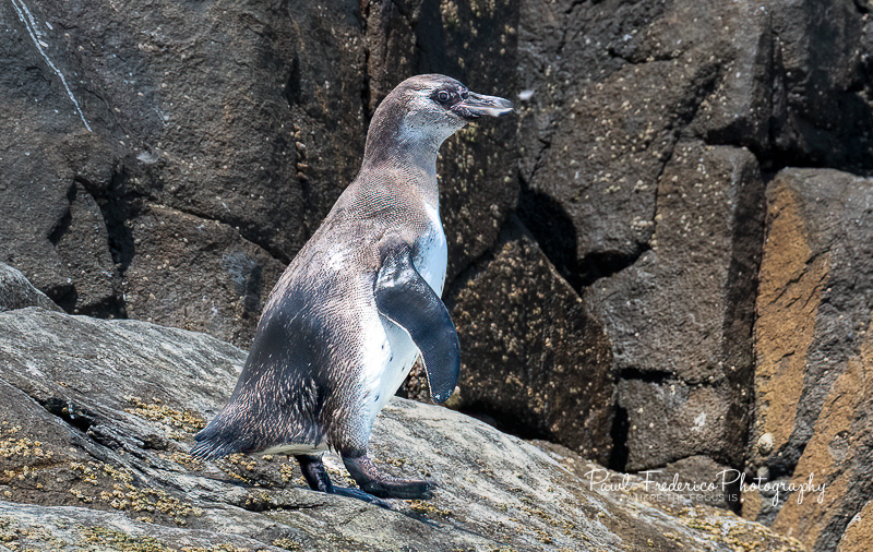 Humbolt Penguin - Peru