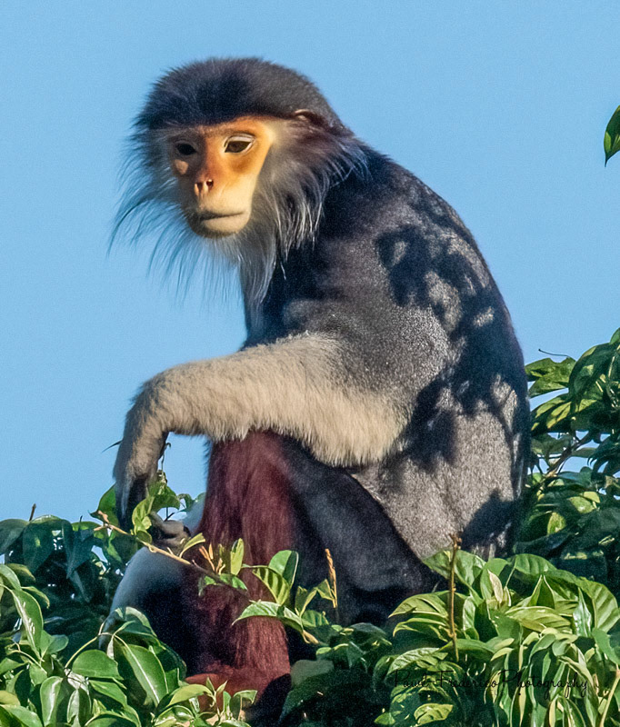Red Shanked Langur