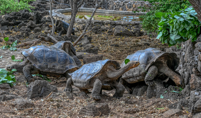 Giant Tortoise - Santa Cruz Island, Galapagos