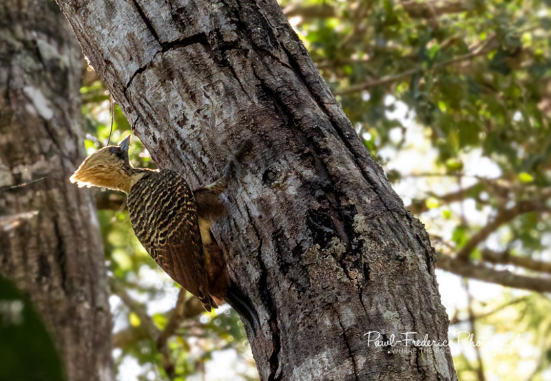 Pale-crested Woodpecker - Brazil