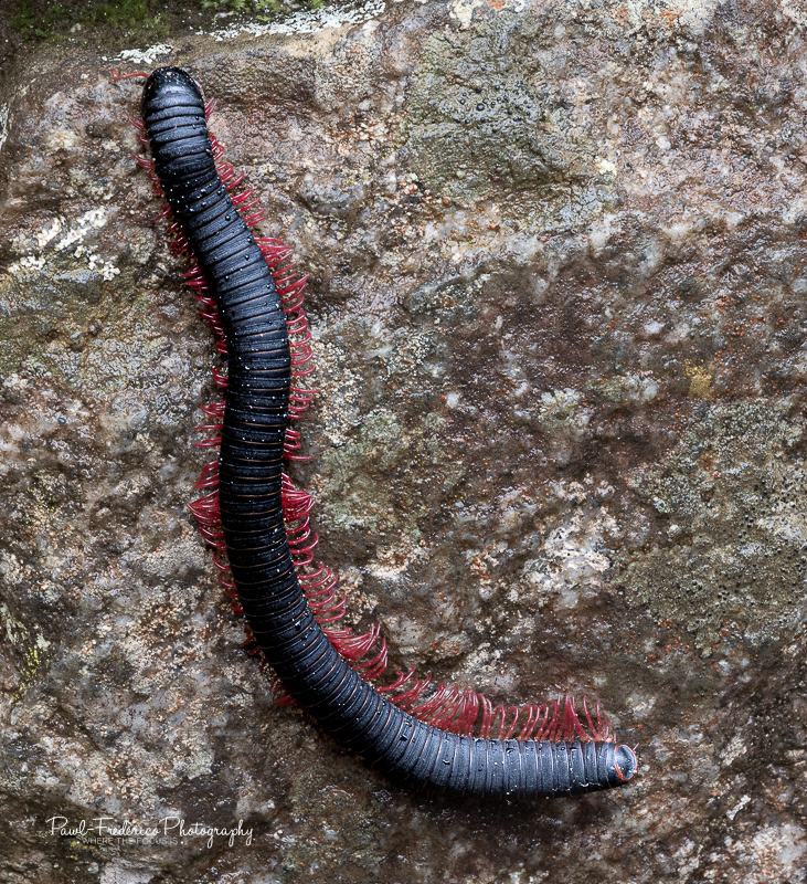 Millepede