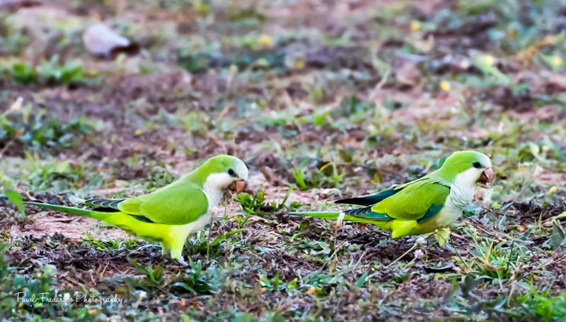 Monk Parakeet - Brazil
