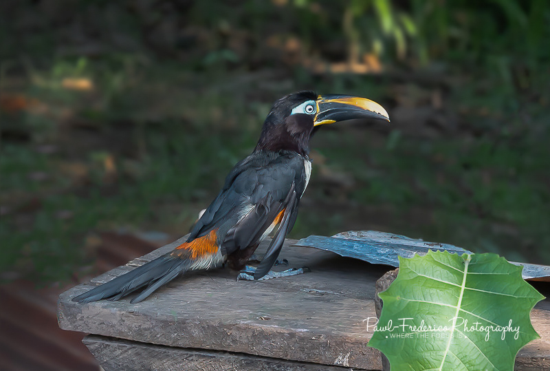 Toucan