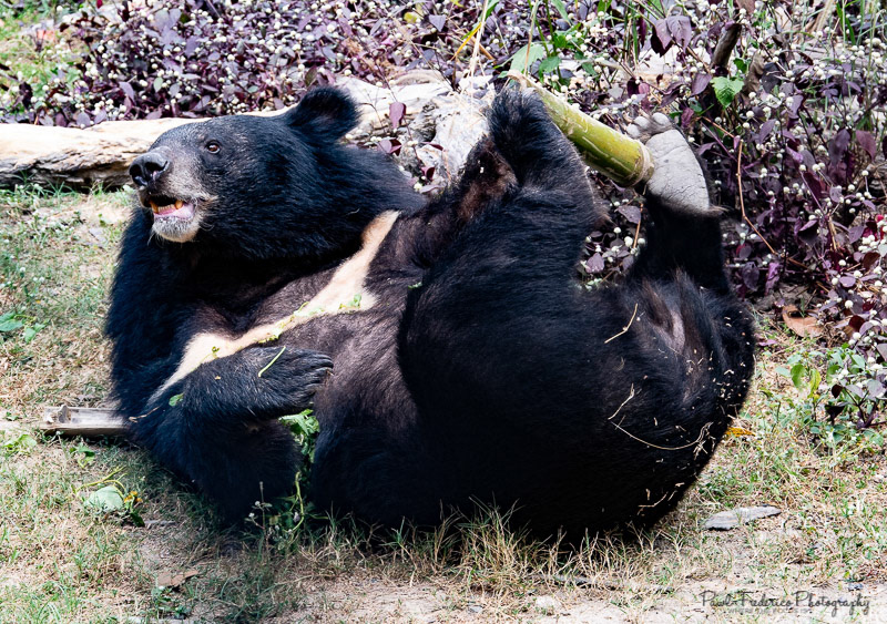 Moon Bear - Cambodia
