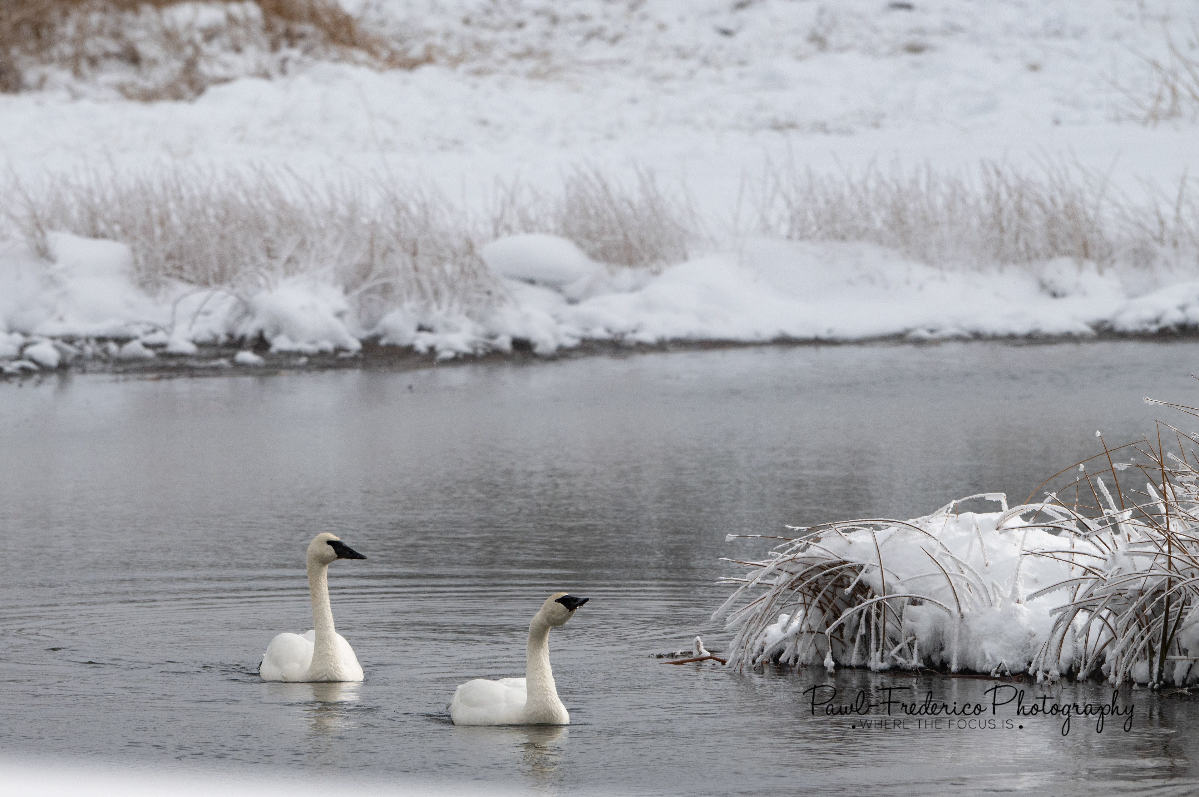 Trumpeter Swans