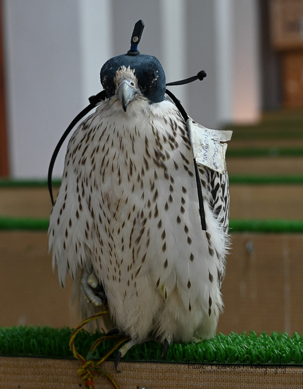 Falcon Souq- Qatar