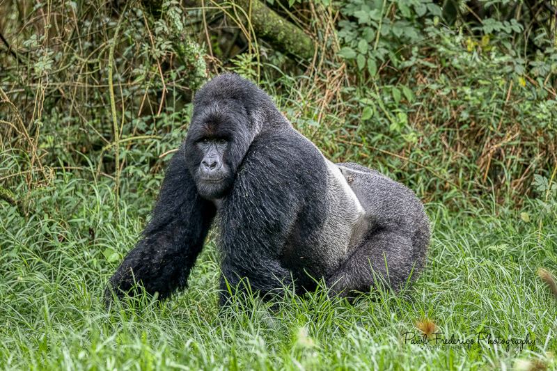 Silverback 