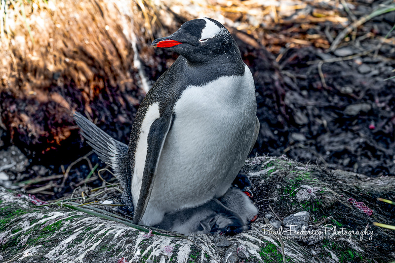 Gentoo Babies - Awww