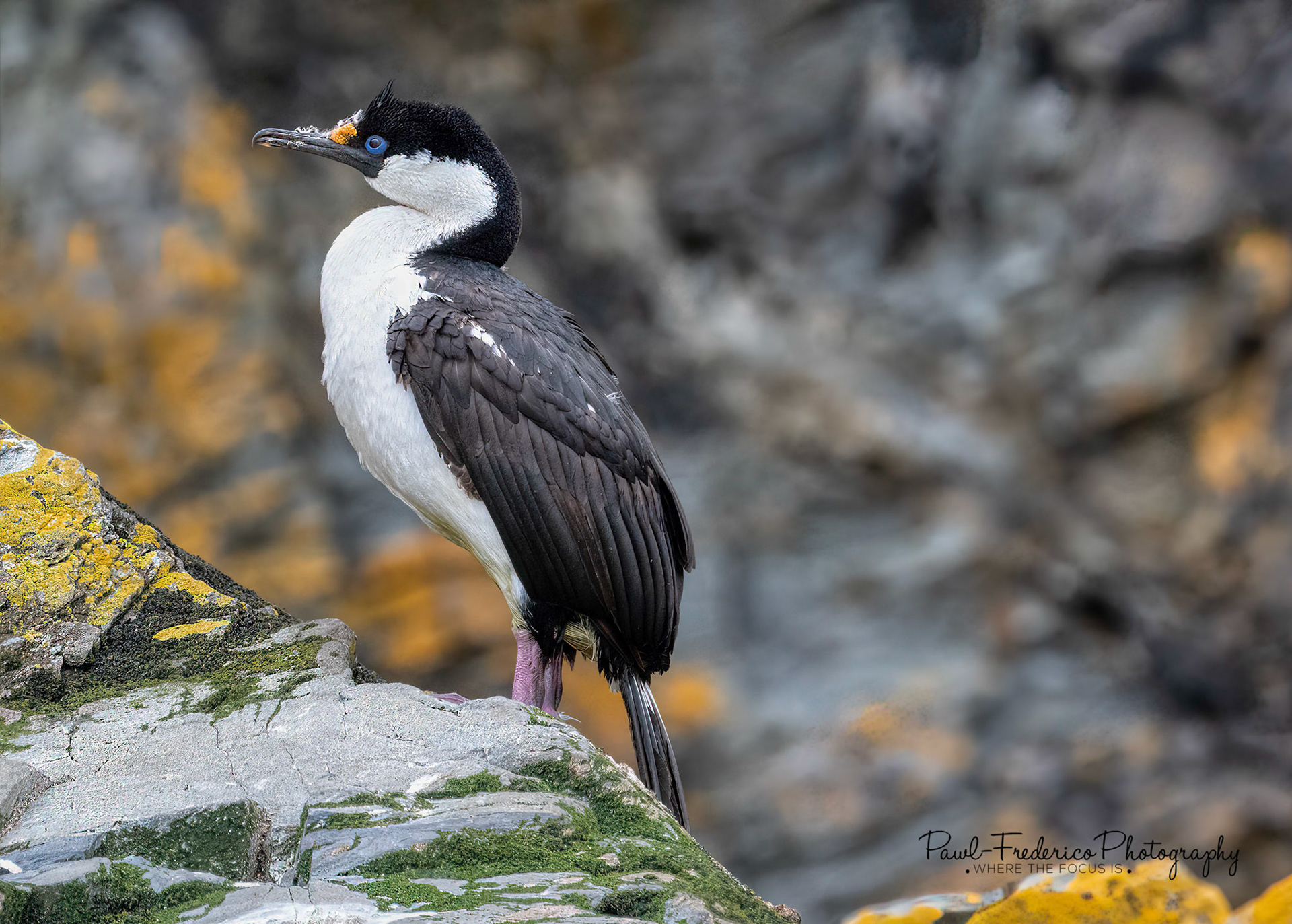 Blue Eyed Antarctic Shag