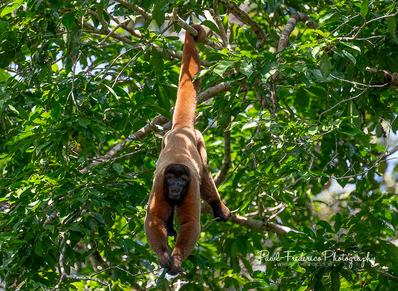 Red Howler - Peruvian Amazon